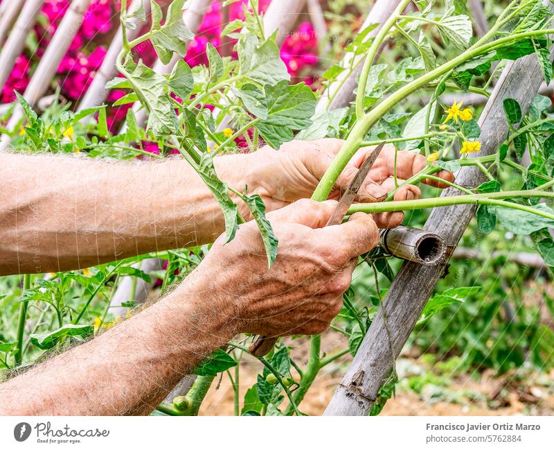 A farmer's hands pruning branches from a tomato plant and tying it up to make it grow at sunset agriculture knife tool cut work man working professional male