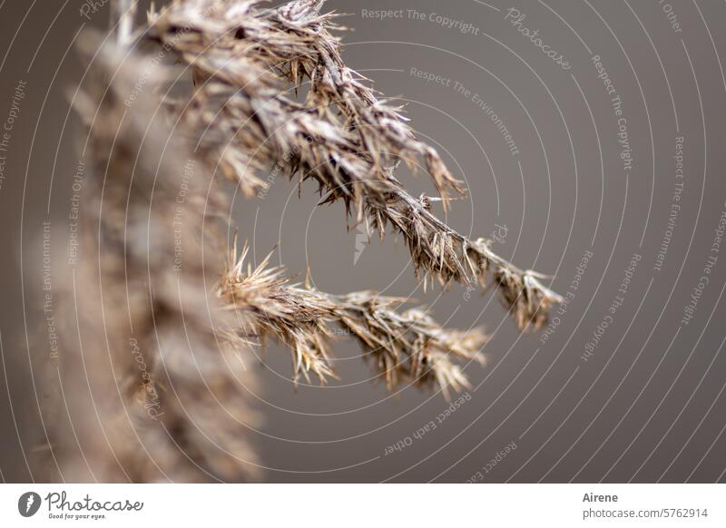 karlsruhelos ... dry Plant Grass Sámen Grainy Nature Brown Yellow arid Chaff stalk lack of water hang down Limp withered Shriveled Dry parched Withered
