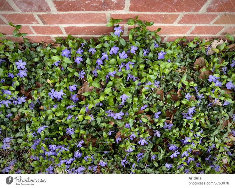 Blooming evergreen in front of a brick wall Evergreen Ground cover plant Plant blossoms Blue purple Green Brick Wall (barrier) Wall (building) Garden Violet