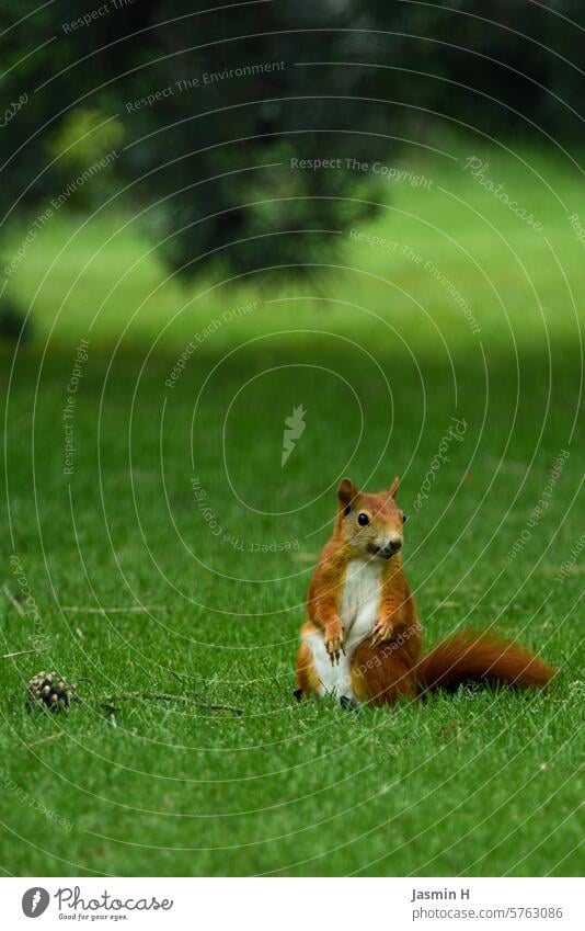 Squirrel sits on the lawn Lawn Fir cone Nature Animal Cute Pelt Wild animal Exterior shot Colour photo Deserted Love of animals Observe Brash Garden