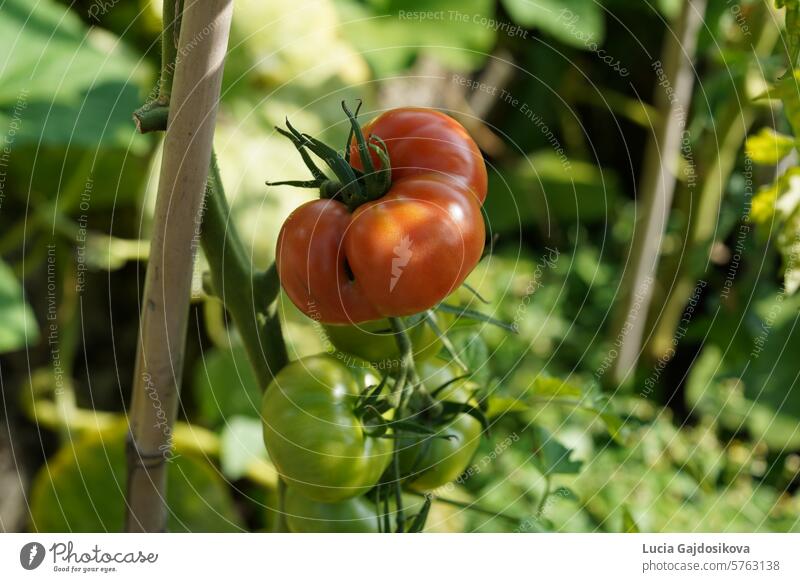 Big red and ripe fleshy of beefsteak tomato growing  on a stem. On the background there are more tomato plants with fruits. agricultural agriculture branch