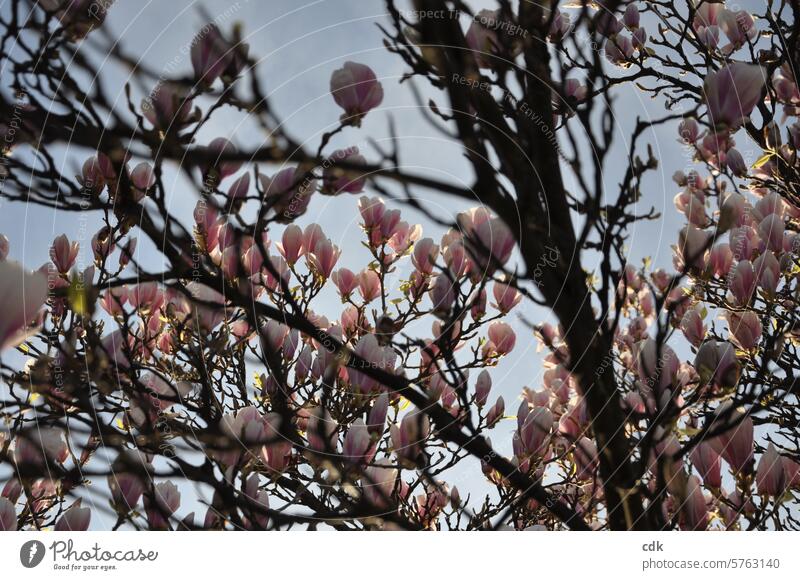 pink magnolia blossoms, illuminated by the evening sun. magnolias Magnolia plants Magnolia blossom Magnolia tree Blossom Spring Nature Pink Tree Plant