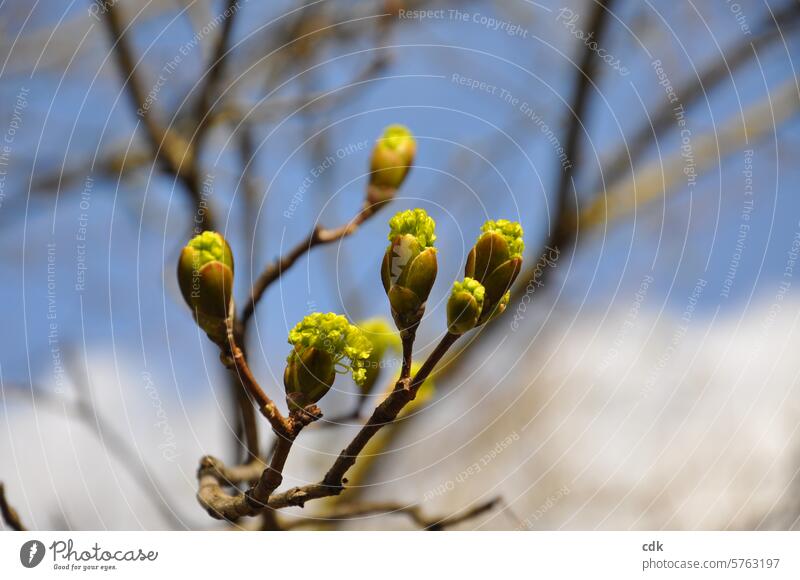 Awakening: the maple tree buds open and the fresh green of the blossoms becomes visible. Tree Blossom come into bloom flare up Deploy Develop wax Flourish