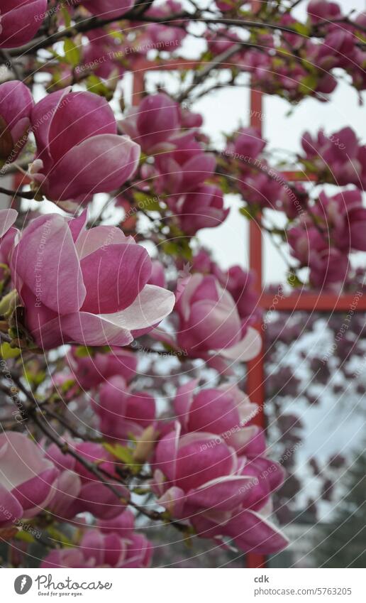 Blossom time! | Pink magnolia blossoms in front of a red mirrored façade. magnolias Magnolia plants Magnolia blossom Magnolia tree Spring Nature Tree Plant