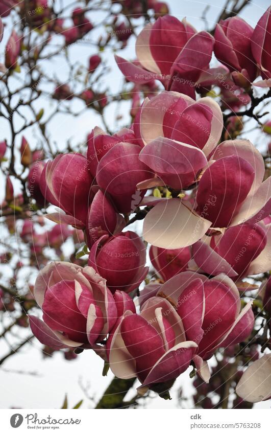 Let spring enchant you with pink magnolia blossoms. magnolias Magnolia plants Magnolia blossom Magnolia tree Blossom Spring Nature Tree Plant Spring fever Noble