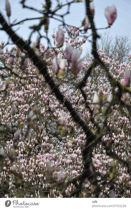 A sea of pink flowers: large, old magnolia trees full of blossoms in spring. magnolias Magnolia plants Magnolia blossom Magnolia tree Blossom Spring Nature Pink