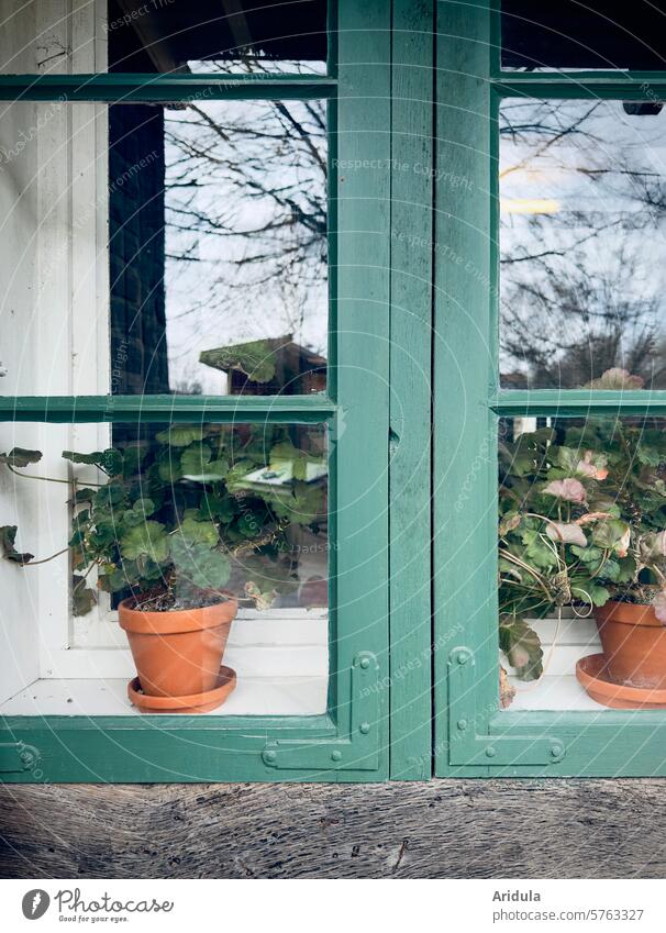 Green window with geraniums in clay pots Window Geraniums Lattice window Pot Clay pot Plant Double glazing Spacing Flowerpot reflection double windows Pot plant