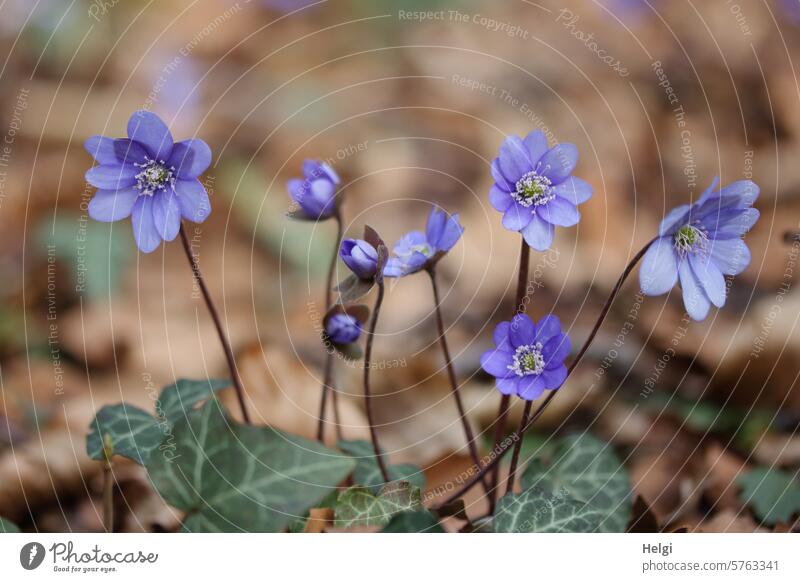 Liverworts in the forest Hepatica nobilis Flower Blossom Forest Woodground Spring early spring Spring flowering plant blossom wax Nature Plant