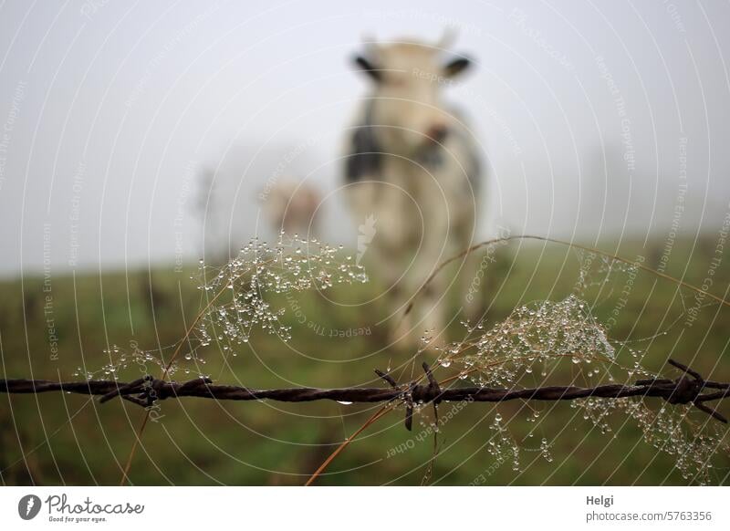 Grasses with dewdrops on barbed wire... in the background blurred cows on a pasture grasses dew drops Dew morning dew Barbed wire Willow tree Meadow Cow Cattle