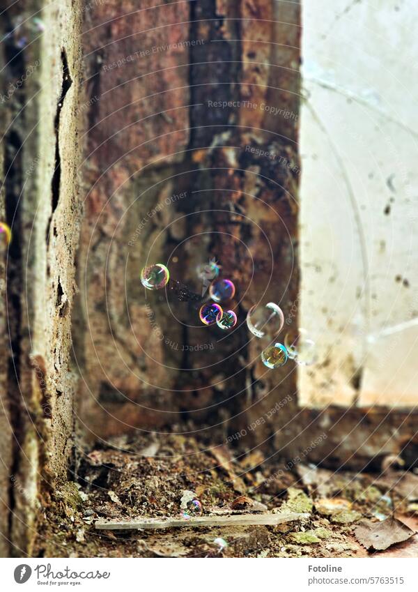 Soap bubbles are caught in a spider's web in a window of a lost place. A little beauty in a lot of dirt and grime. lost places forsake sb./sth. Old Transience