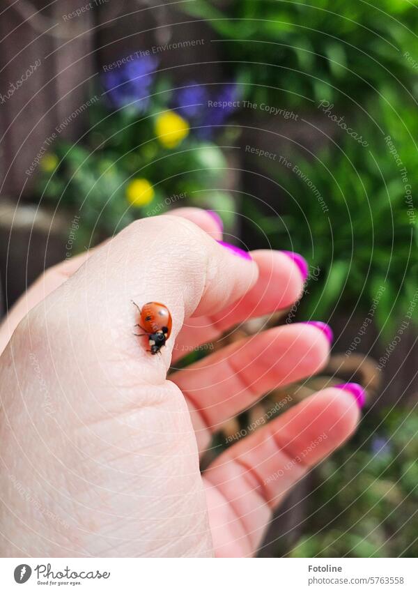 Little lucky charm in my garden. The ladybug just flew at me while I was gardening. So I had to take a photo of him. Ladybird Beetle Red Green Animal