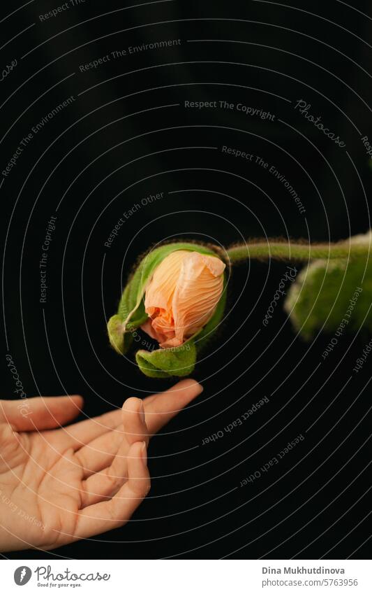 hand touching pink poppy flower bud on black background vertical. Premium floristics poster. peach fuzz peach color peach pink tender blossom floral macro Pink