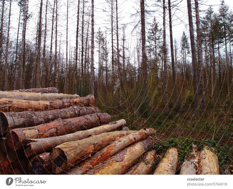 Gestapelte Baumstämme in einem Nadelwald Wald Bäume Natur Landschaft natürlich grün Himmel Holzstapel Nadelbaum Holzwirtschaft Brennholz Forstwirtschaft braun