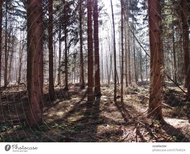 Ein Lichter Nadelwald im Gegenlicht Wald Natur Baum natürlich Bäume wachsen Waldbaden Ruhe friedlich