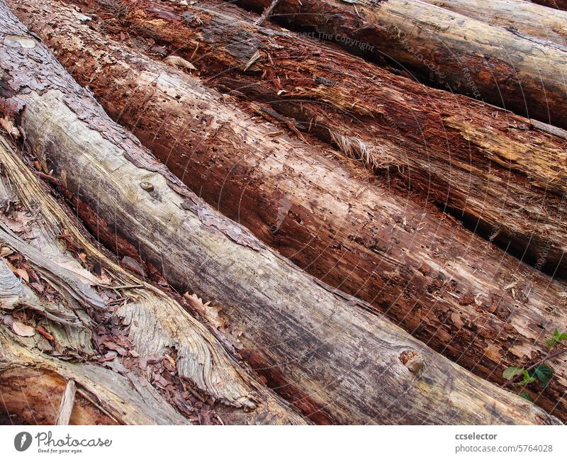 Detailansicht von Nadelbäumen mit Schädlingsbefall Forstwirtschaft Holzstapel Wald Bäume Nahaufnahme Holzschädlinge Waldsterben Natur natürlich Baum Holzstämme