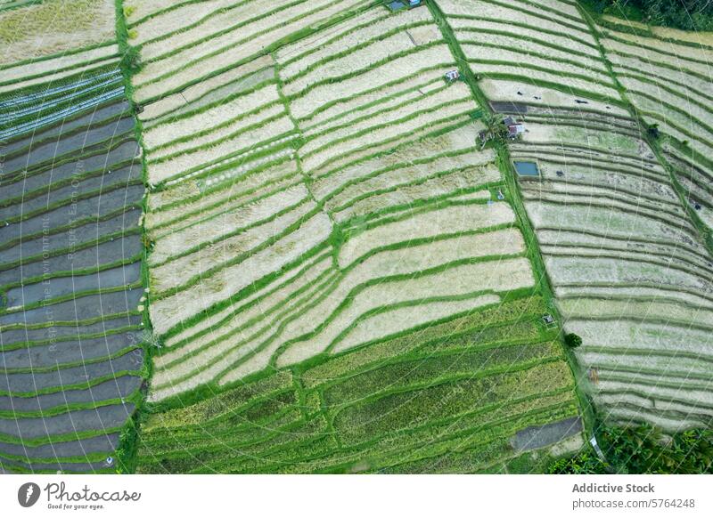 An aerial shot of terraced rice paddies in Java or Bali, showing the intricate patterns of agriculture in a lush green landscape rice field verdant cultivation