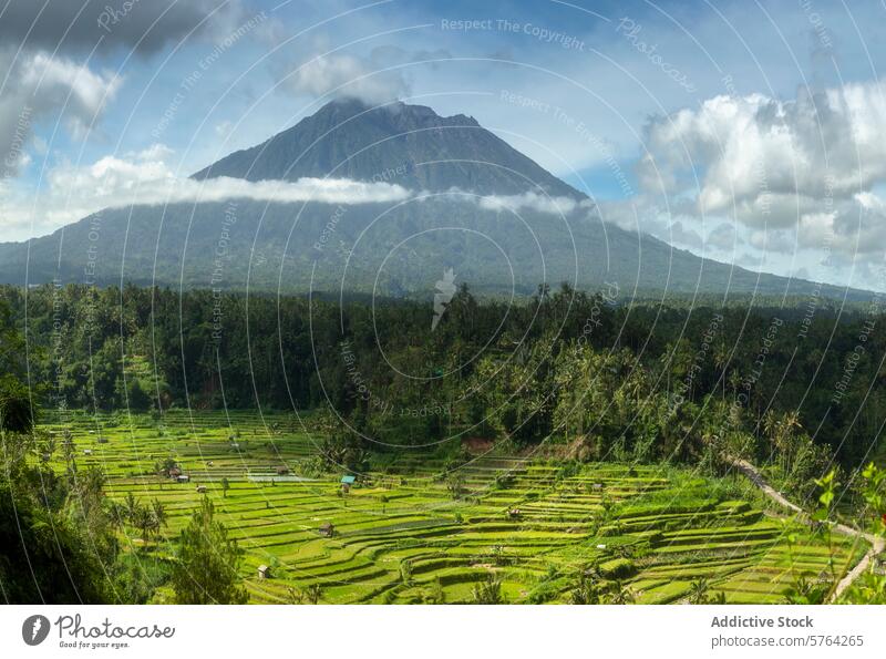 Expansive view of rice terraces with a majestic volcano towering in the background, enveloped by a misty cloud belt in Java lush green agriculture mountain Bali