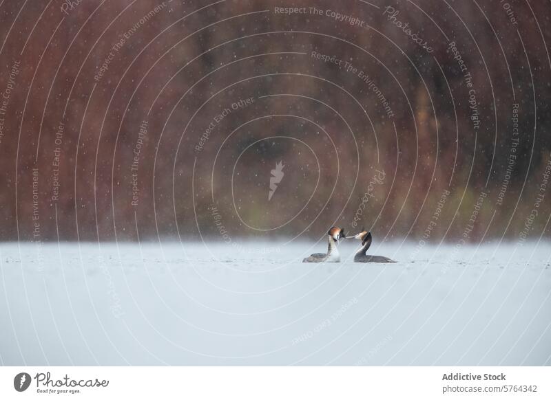 Snowy courtship dance of great crested grebes on a serene lake snowy snowfall wildlife forest backdrop tranquil bird nature water winter pair mating ritual