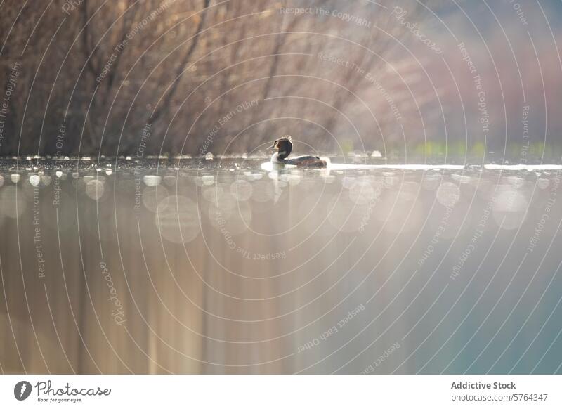 Serene common coot on glistening lake in tranquil scene duck serene sunlight reflection water bird wildlife nature peace calm shimmer sparkle float swim feather