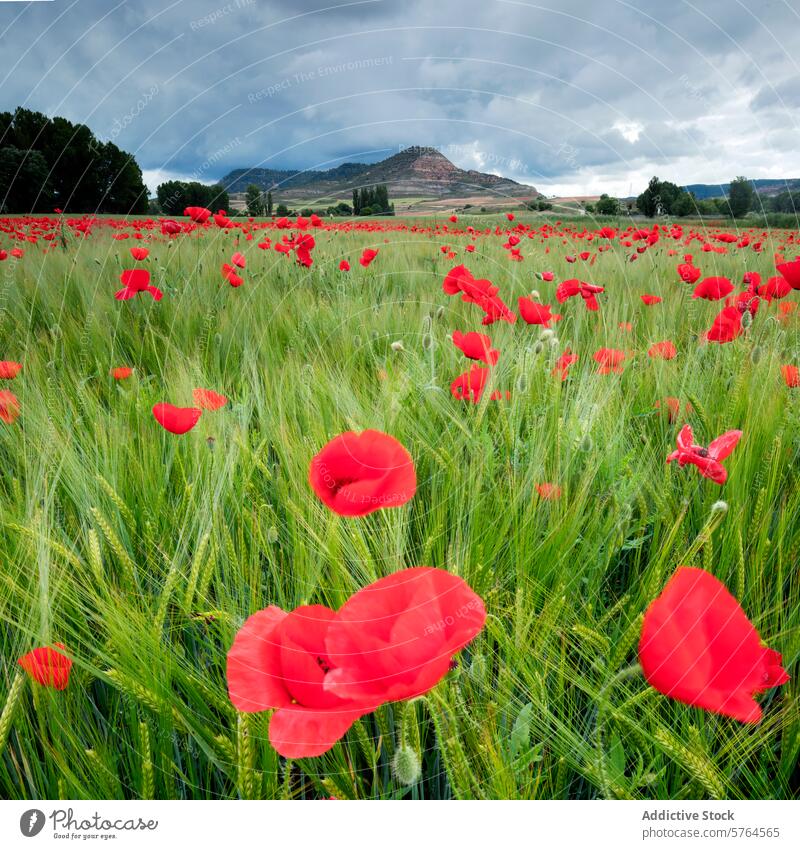 Lush green field with vibrant red poppies under cloudy sky poppy wheat mountain nature landscape scenic flora wildflower agriculture plant blossom spring rural