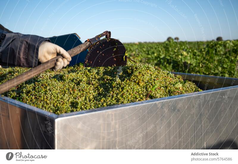 First Harvest of White Grapes in Villarrobledo, Spain villarrobledo albacete spain harvest grapes white grapes muscat wine vineyard agriculture farming worker