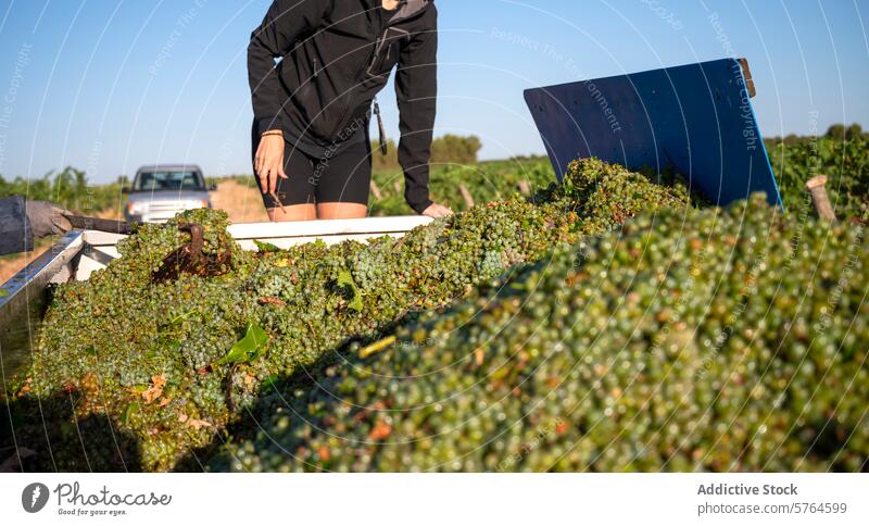 First grape harvest of the season in Villarrobledo, Spain worker villarrobledo spain white grape muscat vineyard wine young white agriculture farming