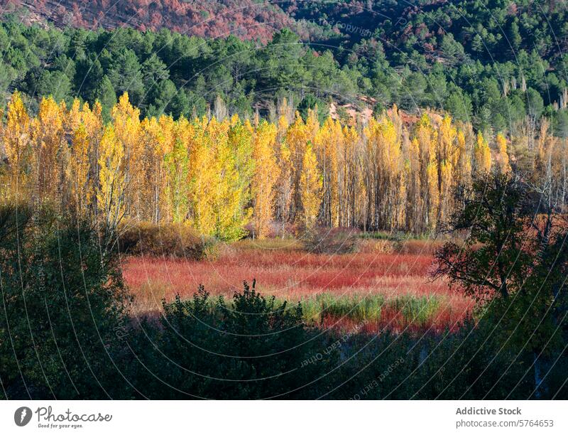 Autumnal Wicker Fields and Poplar Trees in Canamares autumn landscape wicker cultivation poplar tree cuenca spain foliage seasonal color nature rural