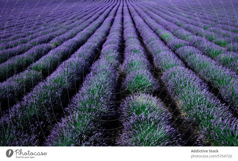 Serene Lavender Field at Twilight lavender field twilight agriculture serene tranquil landscape purple bloom flora cultivation horticulture natural scenic