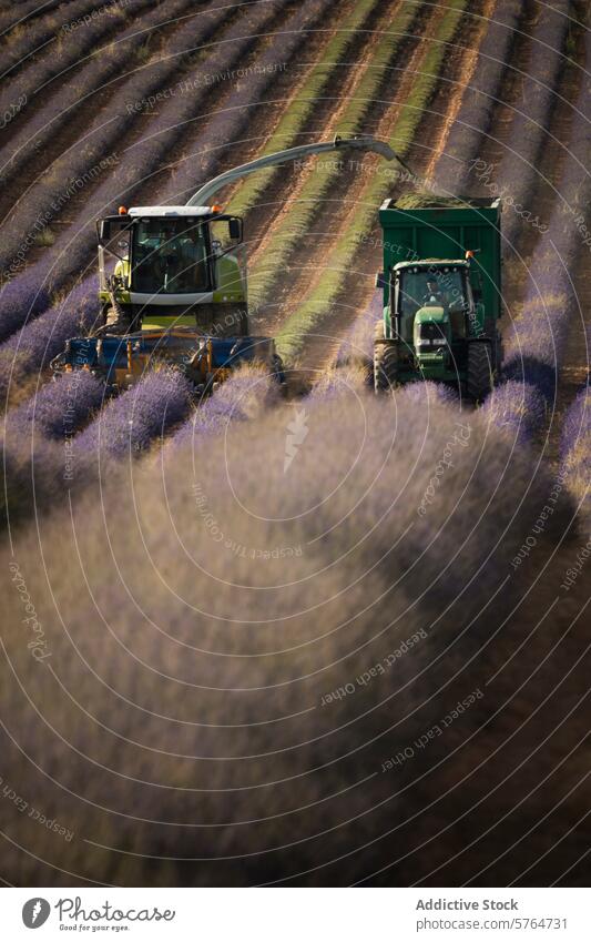 Harvesting Lavender in the Countryside harvesting lavender countryside machinery harvester tractor action field agriculture bloom purple row farm work equipment