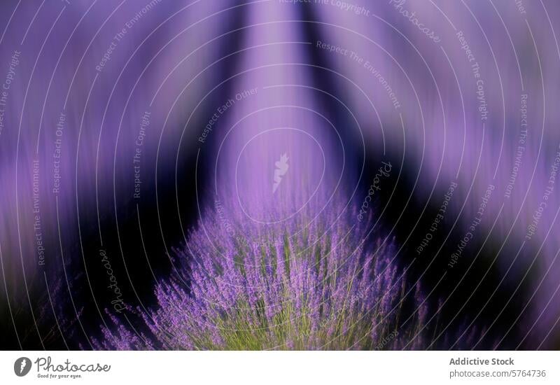 Dreamy lavender field with soft focus effect abstract serene dreamlike intimate landscape purple bloom floral agriculture cultivate farm nature botany plant