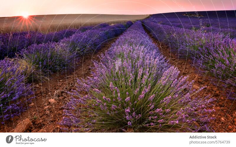 Serene Lavender Fields at Sunset lavender field sunset purple bloom cultivate agriculture flora serene golden glow landscape rural pastoral scenic horticulture