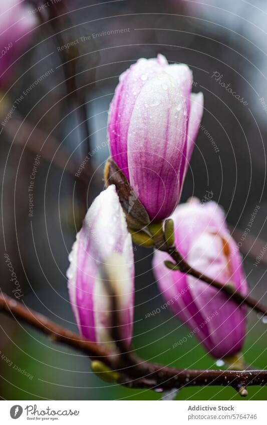 Vibrant pink magnolia buds glisten with raindrops on a misty day, showcasing the beauty of spring. Generative AI flower bloom tree nature garden flora wet petal