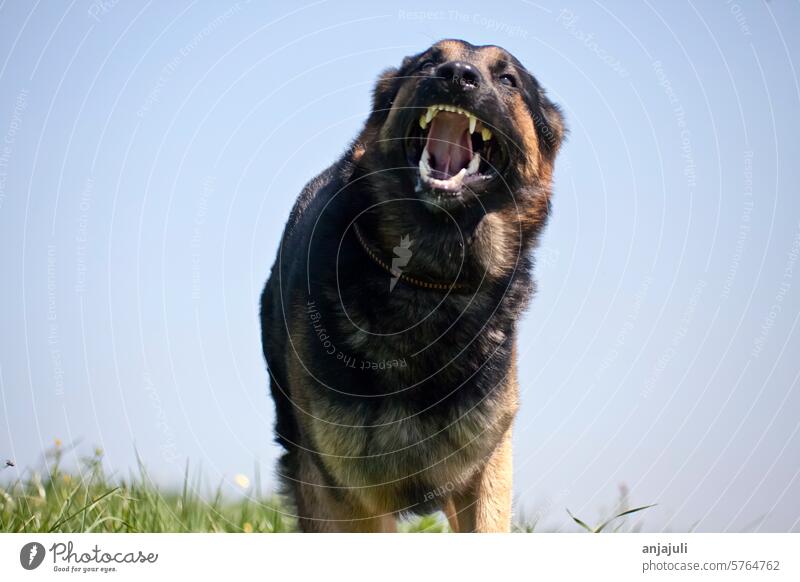 German shepherd attacks. Aggressive dog runs head-on Dog dogs Bite dog bite Aggression Emotions Dangerous Teeth Frontal Muzzle Wauwau German Shepherd Dog