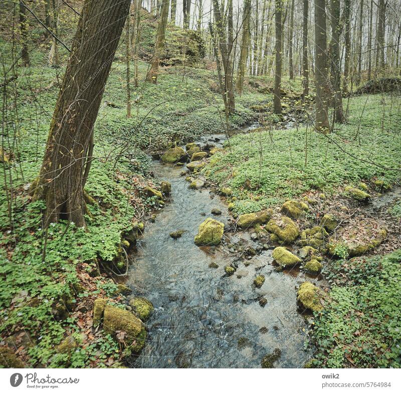 ripple Forest Plant Brook forest brook idyllically Wood Exterior shot naturally Mysterious Loneliness forsake sb./sth. silent Peaceful Bushes Twigs and branches