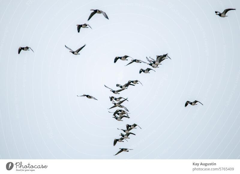 Flock of barnacle geese Barnacle Geese Bird Nature Freedom Group of animals Goose Animal Sky birds Flying Migratory birds Flock of birds bird migration