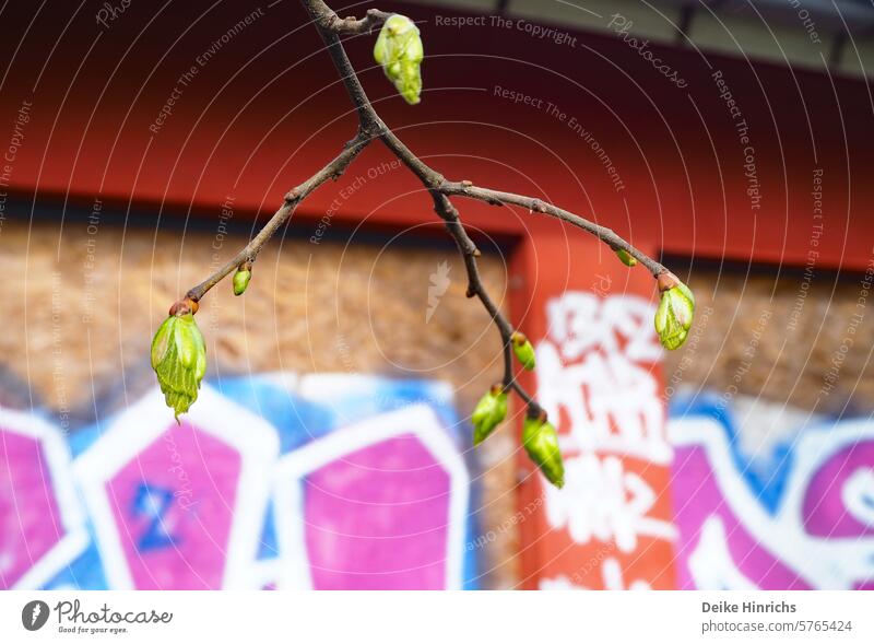 Close-up of green tree bud in front of building wall with graffiti Spring Sprout Green urban nature Graffiti details wax blossom Twig New start tree blossom