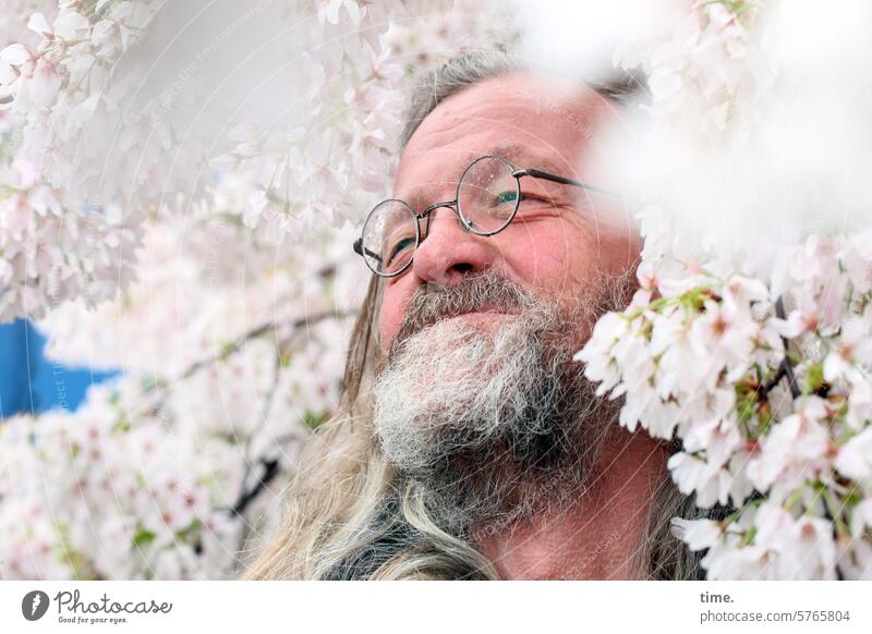 Artist & Cherry Man Facial hair Beard fortunate cherry blossom Eyeglasses Gray-haired Long-haired look Profile Tree sea of blossoms blossoming Cherry blossom