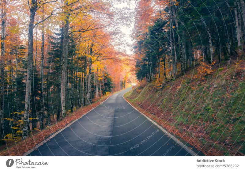 An empty road curves gently through the vibrant autumn colors of the Selva de Irati, inviting travelers to explore the natural wonders of Navarre drive forest