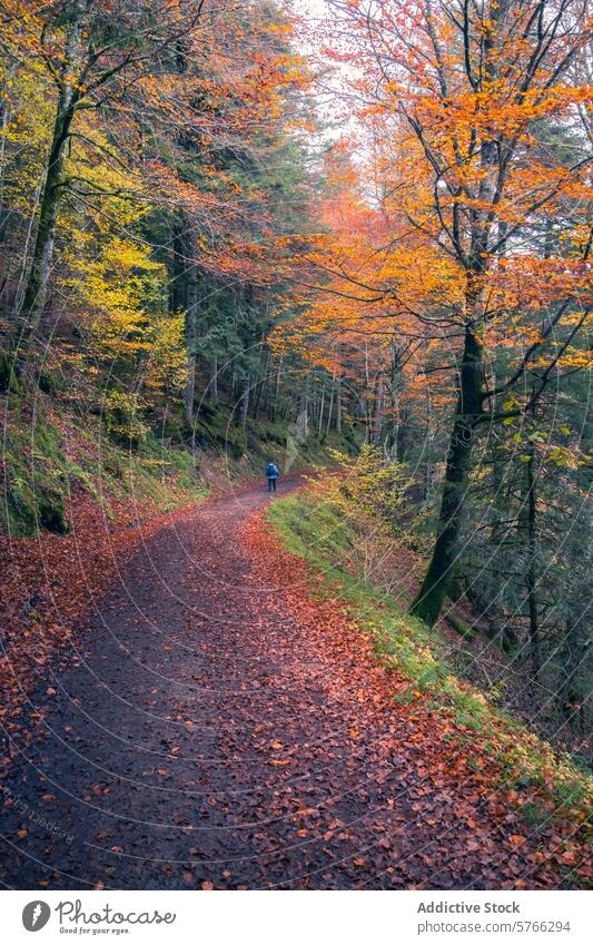 A lone hiker is enveloped by the golden ambiance of the Irati Forest's autumnal beauty, along a serene path in the heart of Navarre's natural splendor