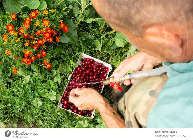 Anonymous man harvesting fresh cherries in a lush garden person anonymous ripe container overhead view greenery flowers gardening vibrant summer fruit picking