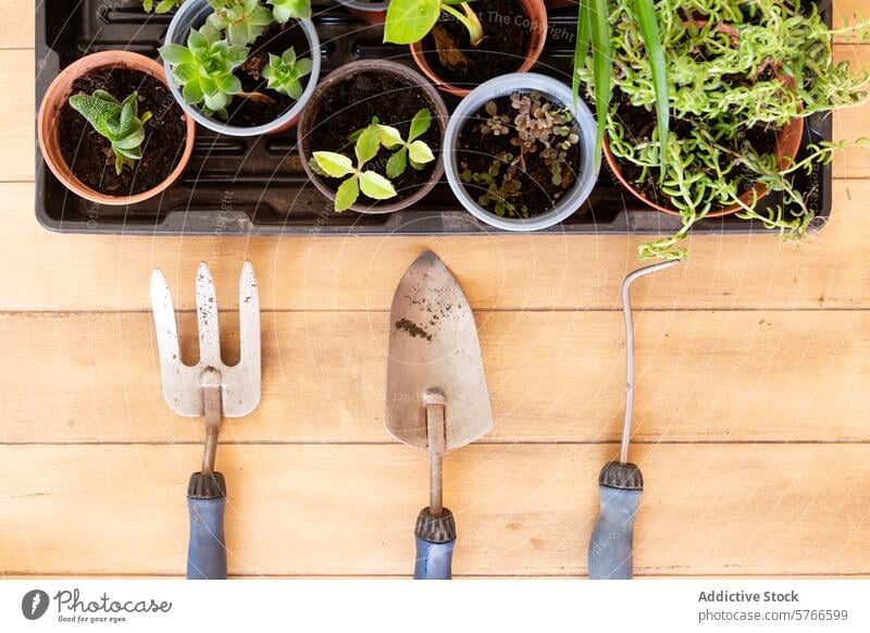 Gardening tools and potted plants on a wooden surface gardening deck soil cultivation hobby home gardening trowel fork gardening equipment overhead view nature