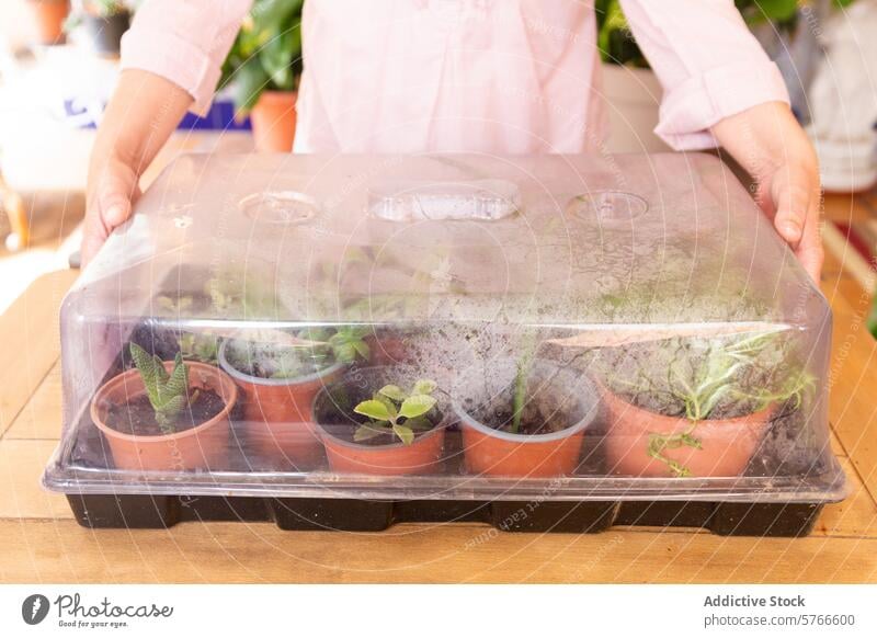 Anonymous person holding a mini greenhouse with young plants inside terracotta pot gardening home hand clear plastic seedling indoor growing horticulture