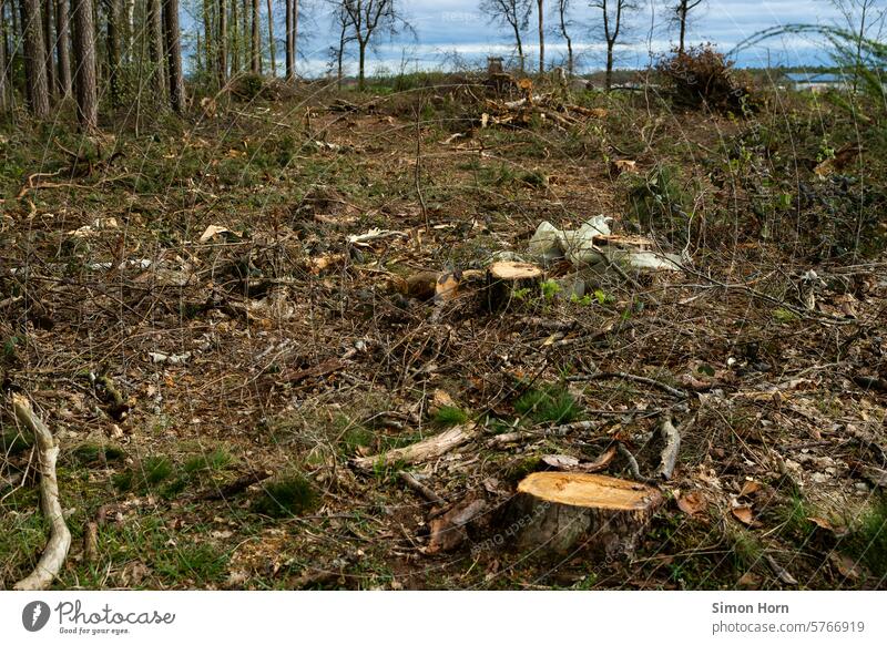 Forest area after clearing, barren landscape Grubbing-up Forest clearing Cut down Forestry Environment Environmental Destruction Fallow land Logging