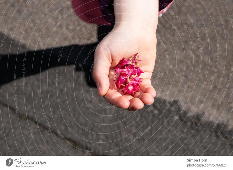 Flowers in a child's hand in front of an asphalt floor Hand Children`s hand blossoms Asphalt Gift Bright spot Love turn towards amass present Pride be proud