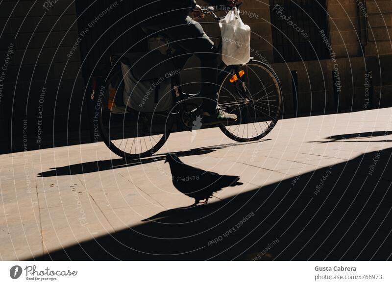 On different roads. pigeon bicycle backlighting shadows city street urban outdoors concept daily life Scene street photography City trip Town city district