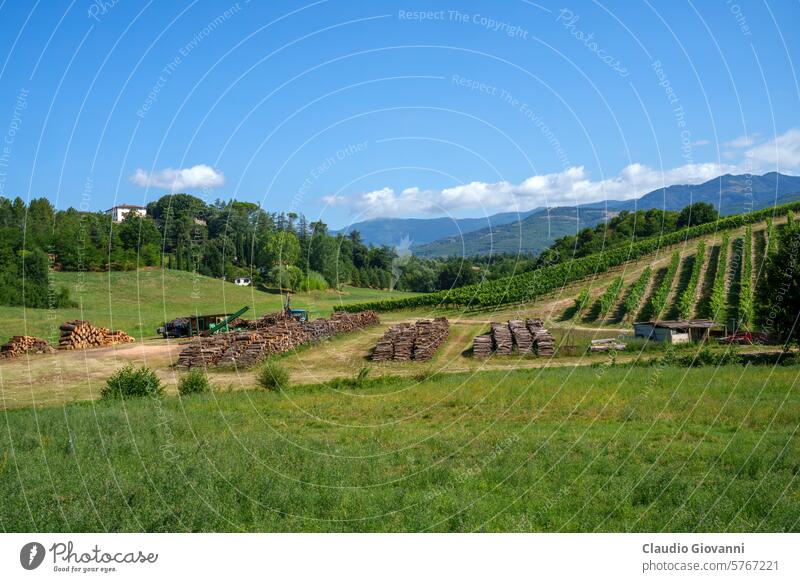 Rural landscape near Terranuova Bracciolini Tuscany Arezzo Europe Italy July agriculture color country day field green hill nature photography plant rural