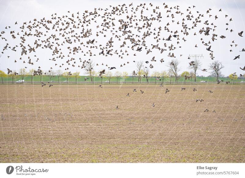 Flock of birds in a field - road in the background Flying Bird Sky Freedom Flight of the birds Nature Exterior shot Migratory birds Air Movement