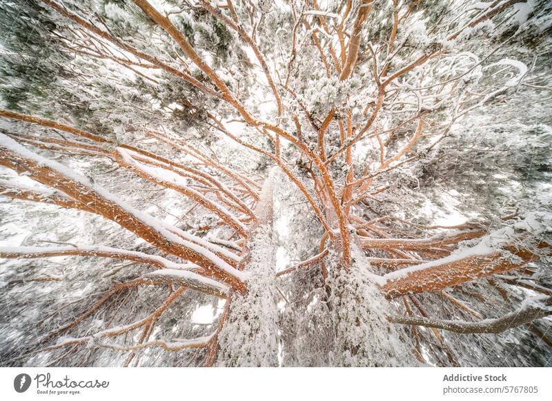 Snowy Embrace of an Aleppo Pine in Guadarrama Park snow aleppo pine guadarrama national park winter landscape tree forest nature intimate branches frosted spain