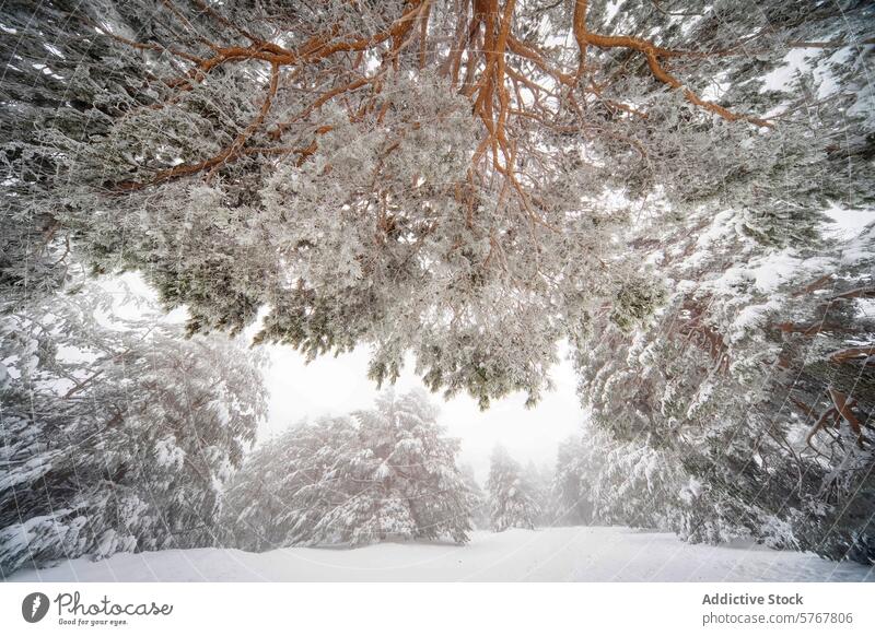 Snow-covered Aleppo Pines in Guadarrama National Park aleppo pine snow frost branch canopy winter landscape guadarrama national park intimate natural serene