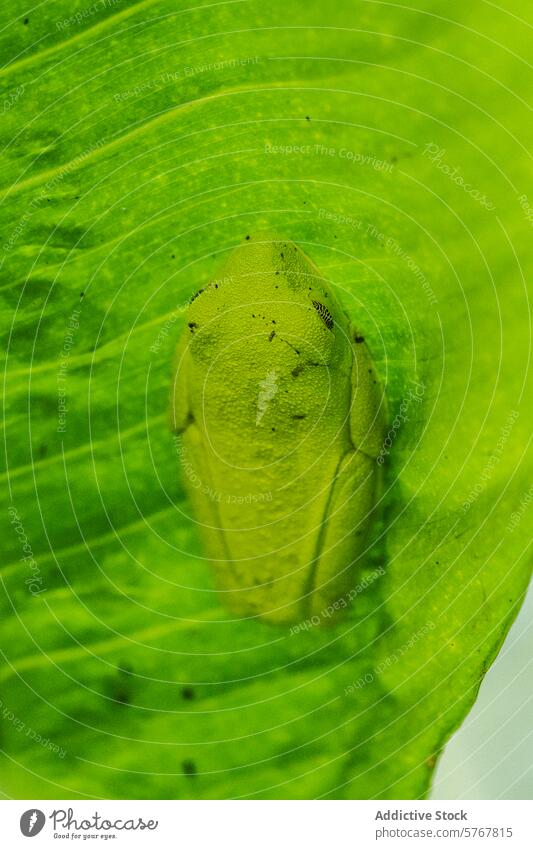 Camouflaged green frog resting on leaf in Costa Rica camouflage nature wildlife costa rica verdant wilderness blending natural hidden environment ecosystem